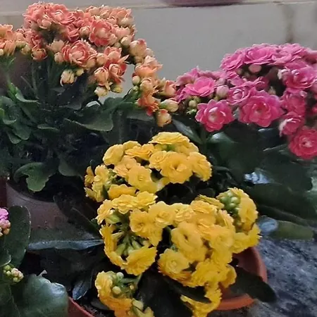 Vakantiehuis The Palm St. Paul's Bay