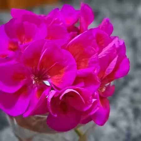 The Palm * 圣保罗湾城