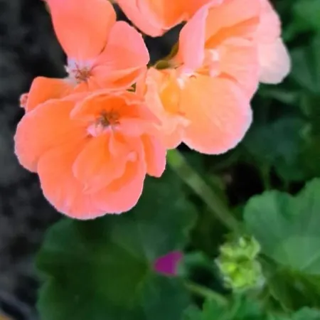 度假居 The Palm 圣保罗湾城