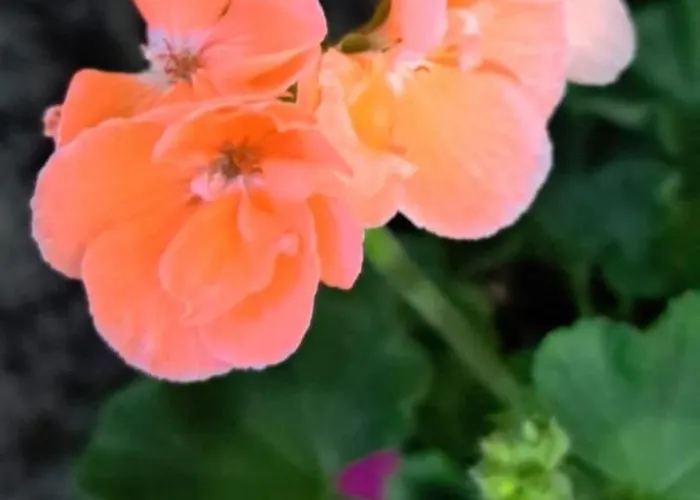 Vakantiehuis The Palm St. Paul's Bay